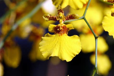 黃色蘭花風水|六大常見蝴蝶蘭品種，蝴蝶蘭種植指南&花語&風水 – 小咩日記